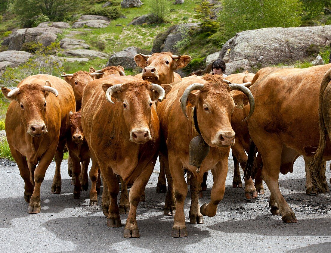 Cattle herd being moved,French Pyrenees