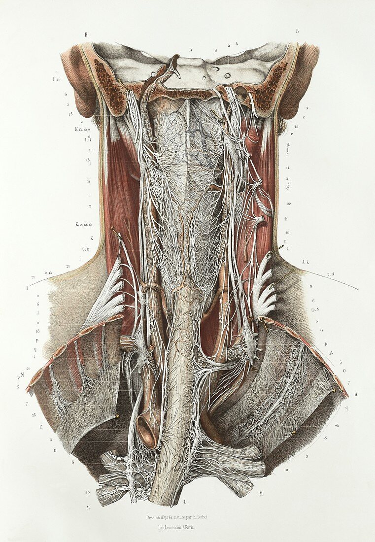 Throat anatomy,1839 artwork