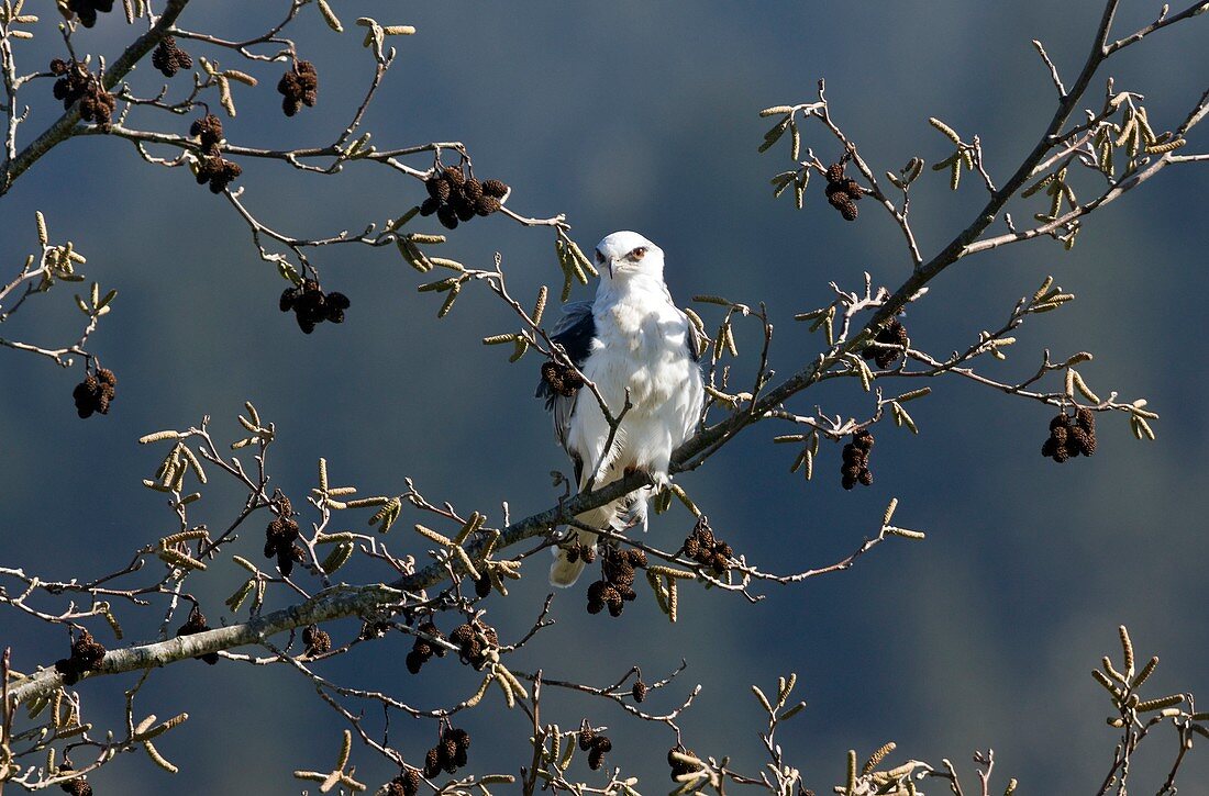 White-tailed kite in a tree