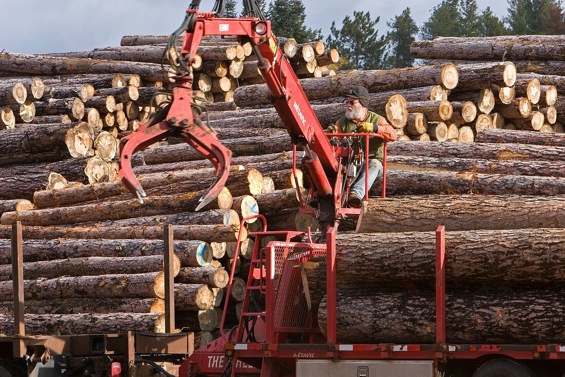 Logs at a sawmill