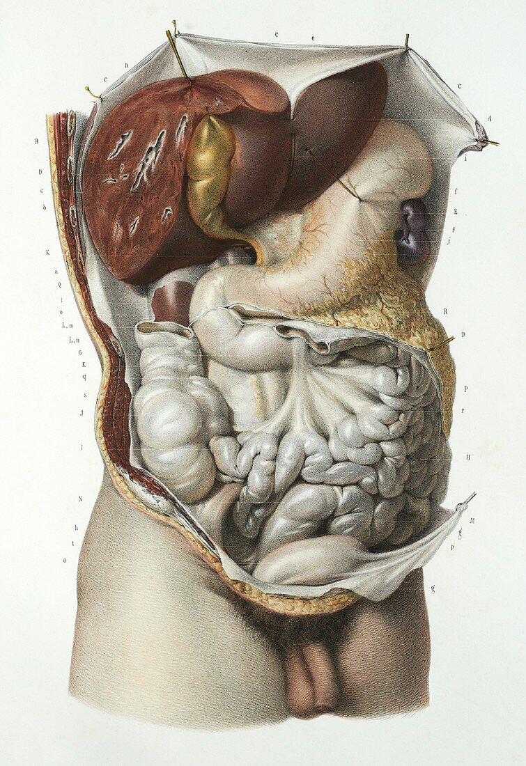 Abdominal organs,1839 artwork