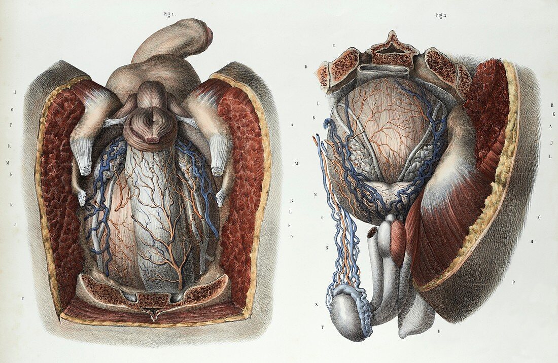 Male reproductive system,1839 artwork