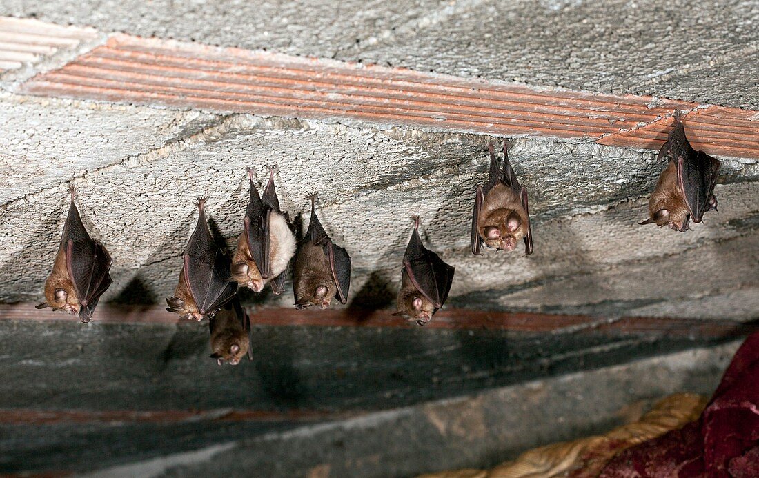 Lesser horseshoe bats roosting