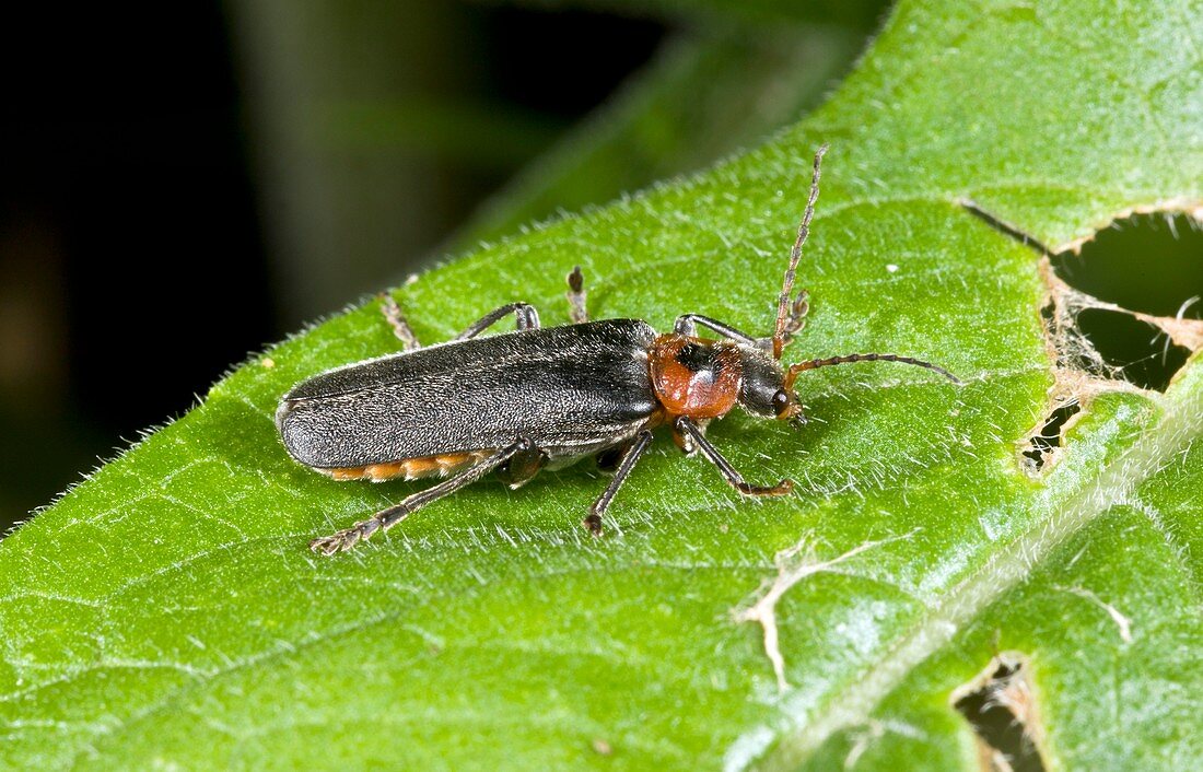 Soldier beetle on a leaf