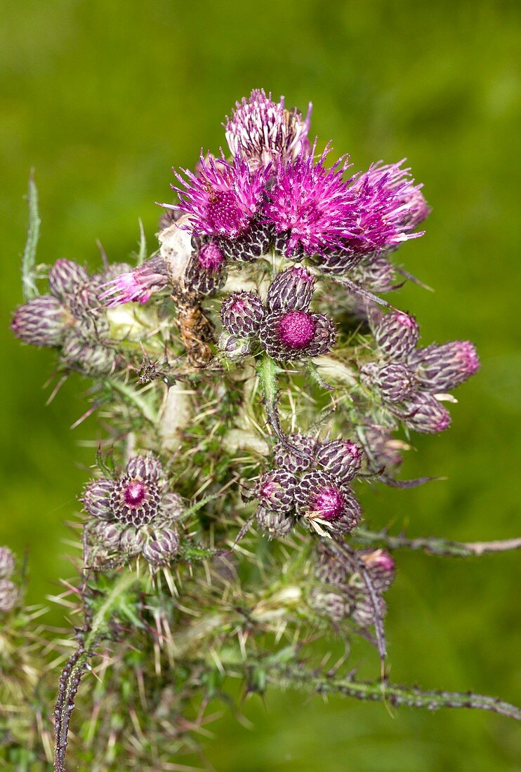 Marsh thistle (Cirsium palustre)