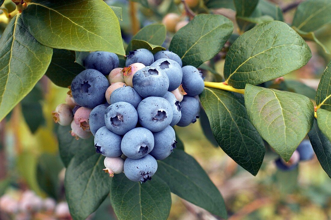 Blueberries (Vaccinium sp.)