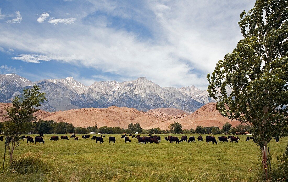 Herd of cows,California USA