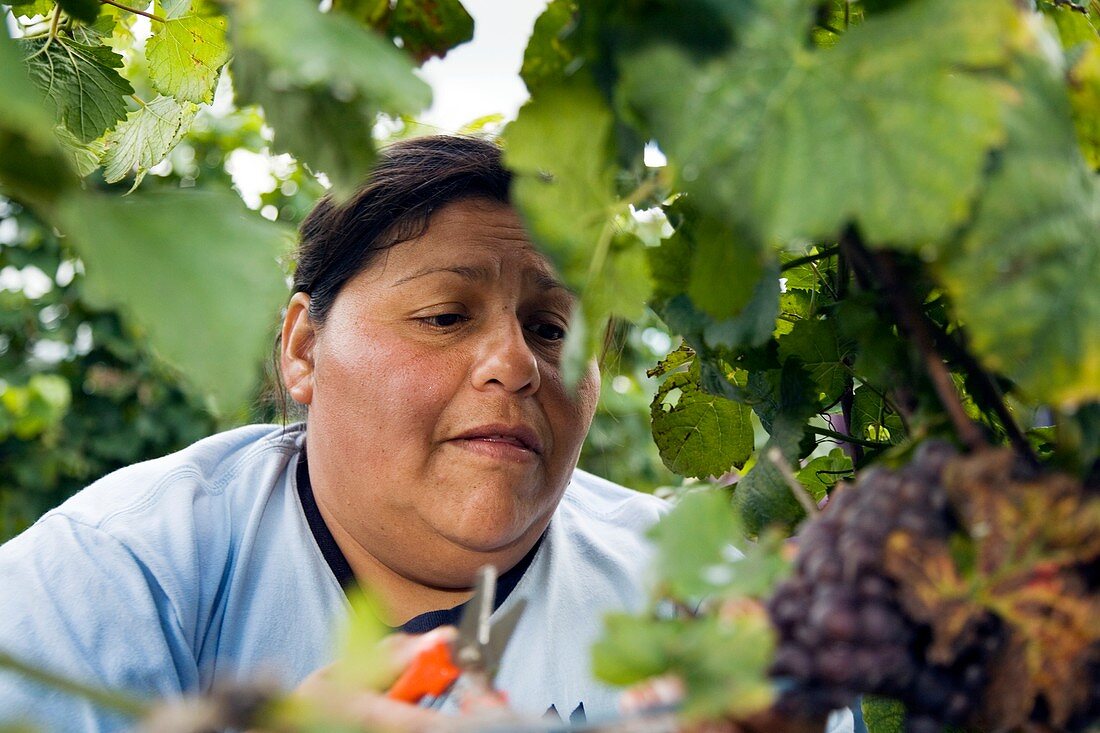 Wine grape harvest,USA