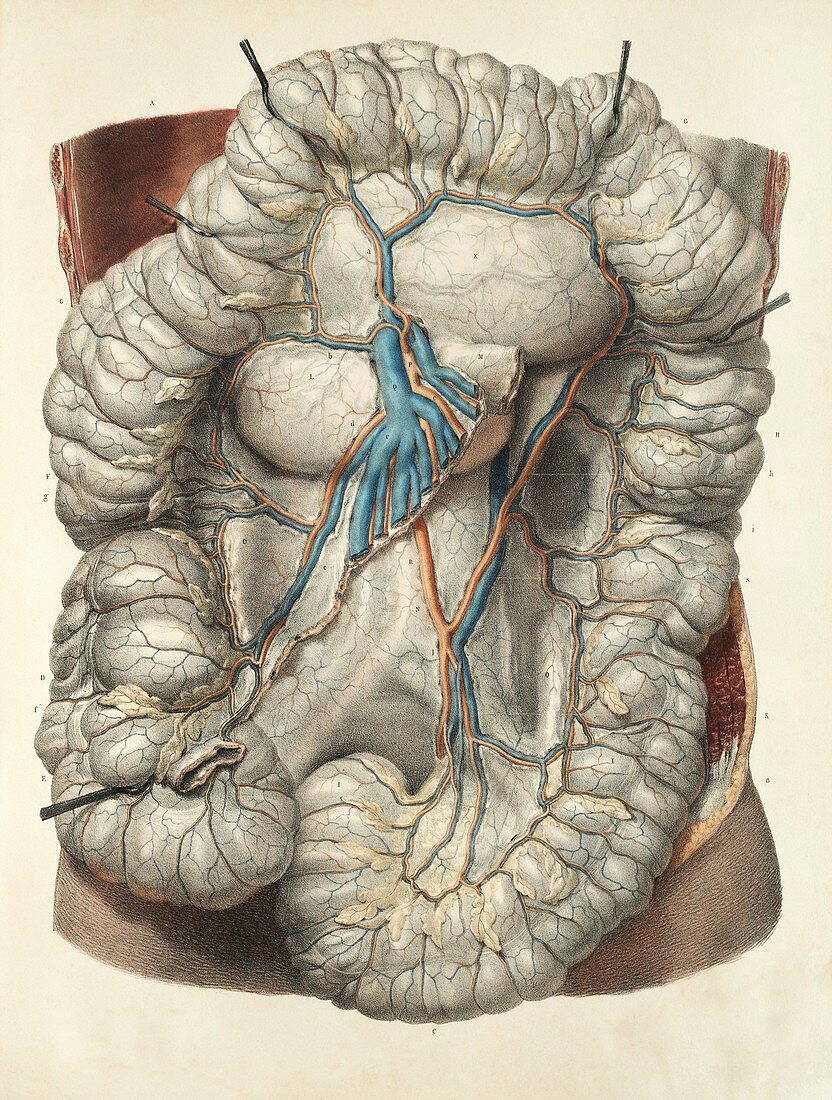 Large intestine,1839 artwork