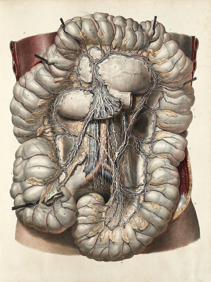 Large intestine,1839 artwork