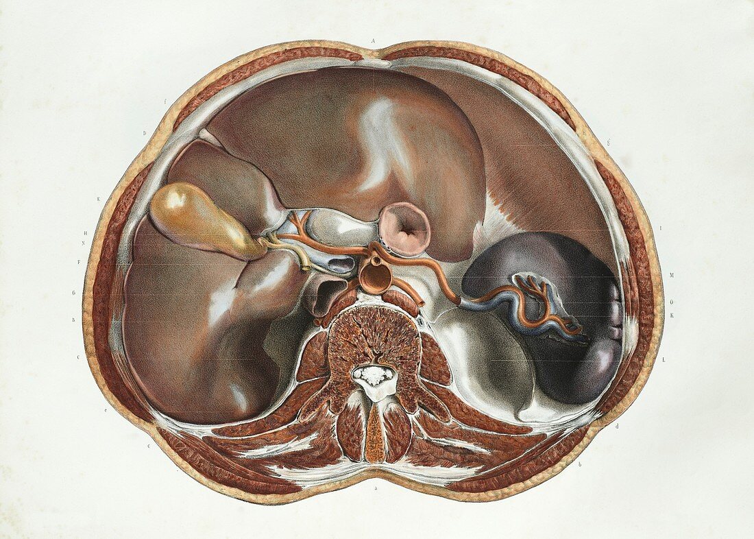 Abdominal anatomy,1839 artwork