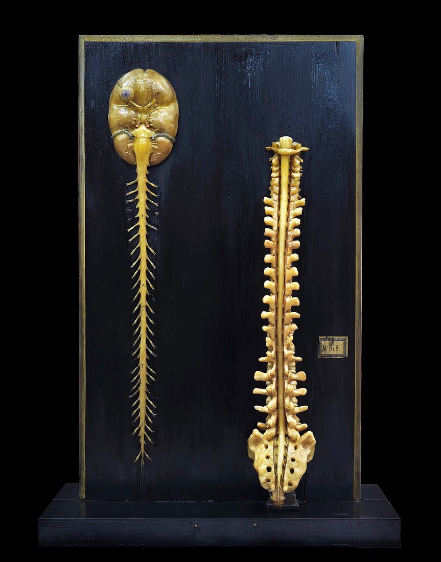 Brain and spinal cord model,18th century