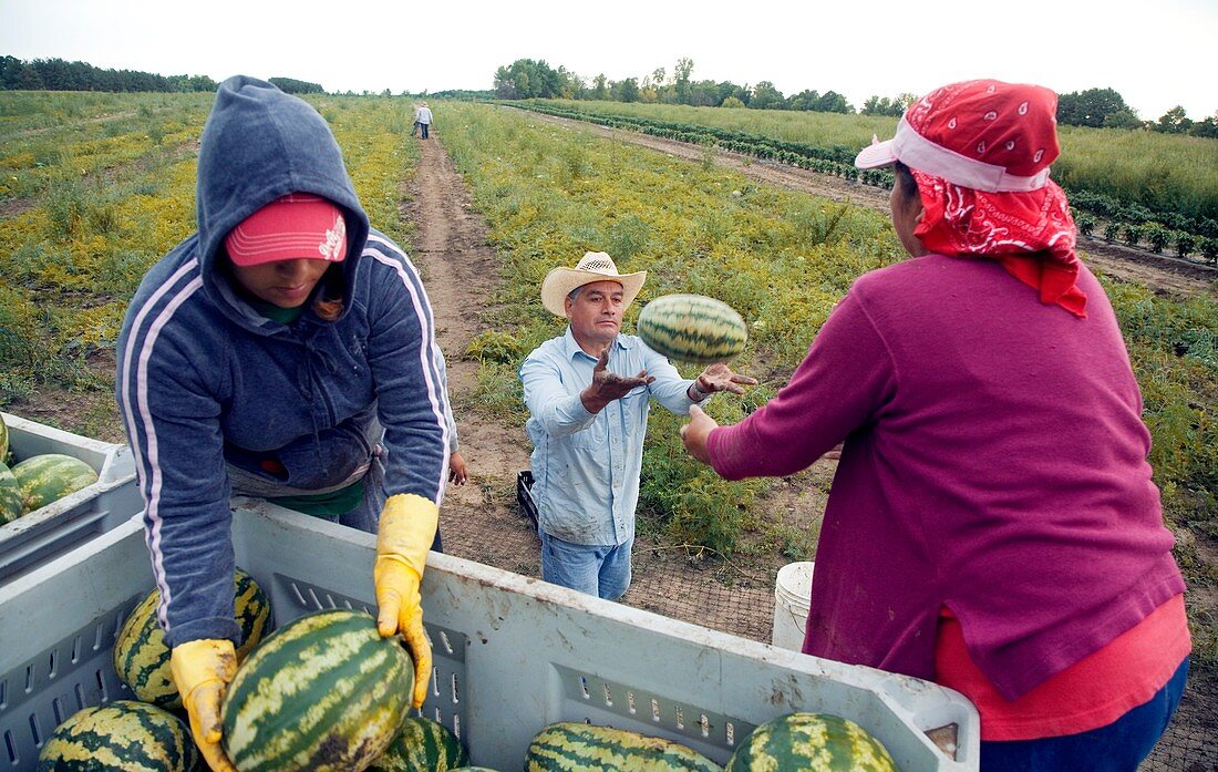 Watermelon harvest,USA