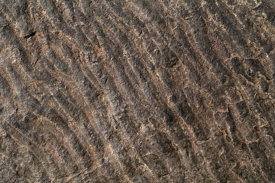 Fossil ripple marks