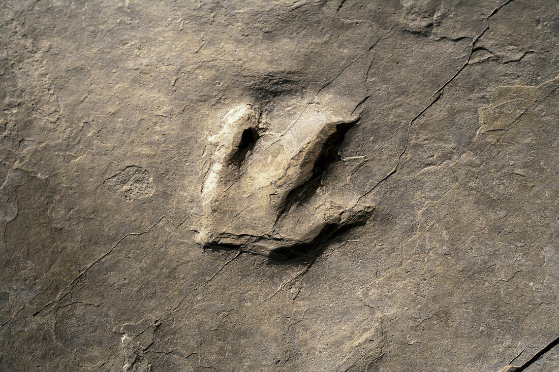 Dinosaur track (Eubrontes)