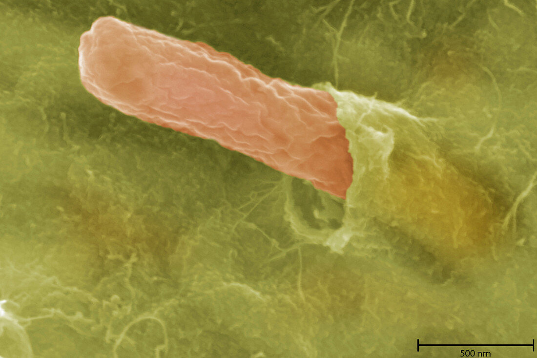 Bacteria,Bradyrhizobium japonicum