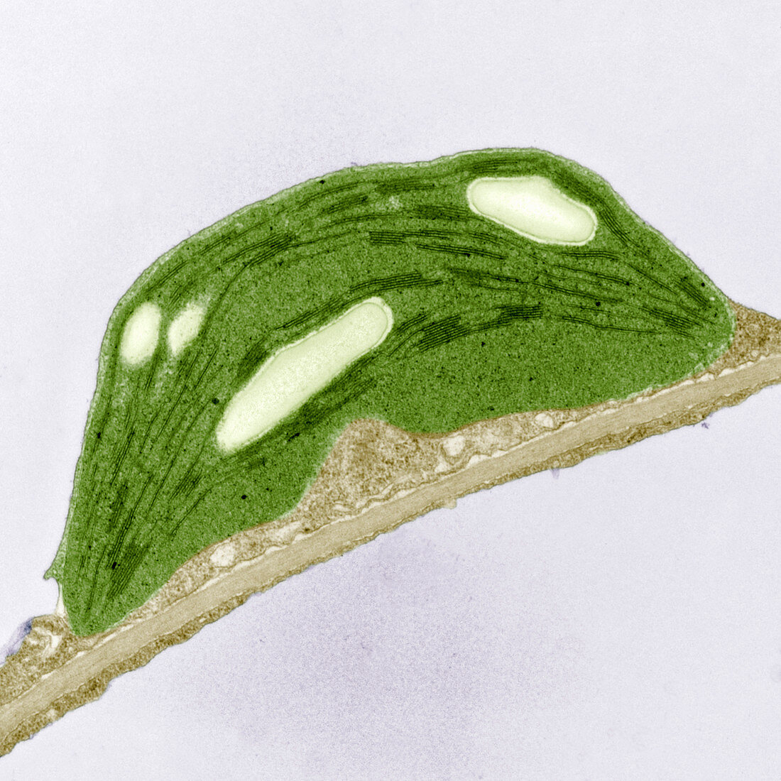 Chloroplast of Arabidopsis thaliana. TEM