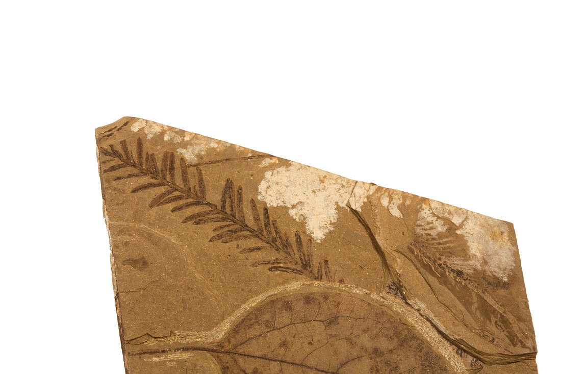 Fossil Dawn Redwood leaf