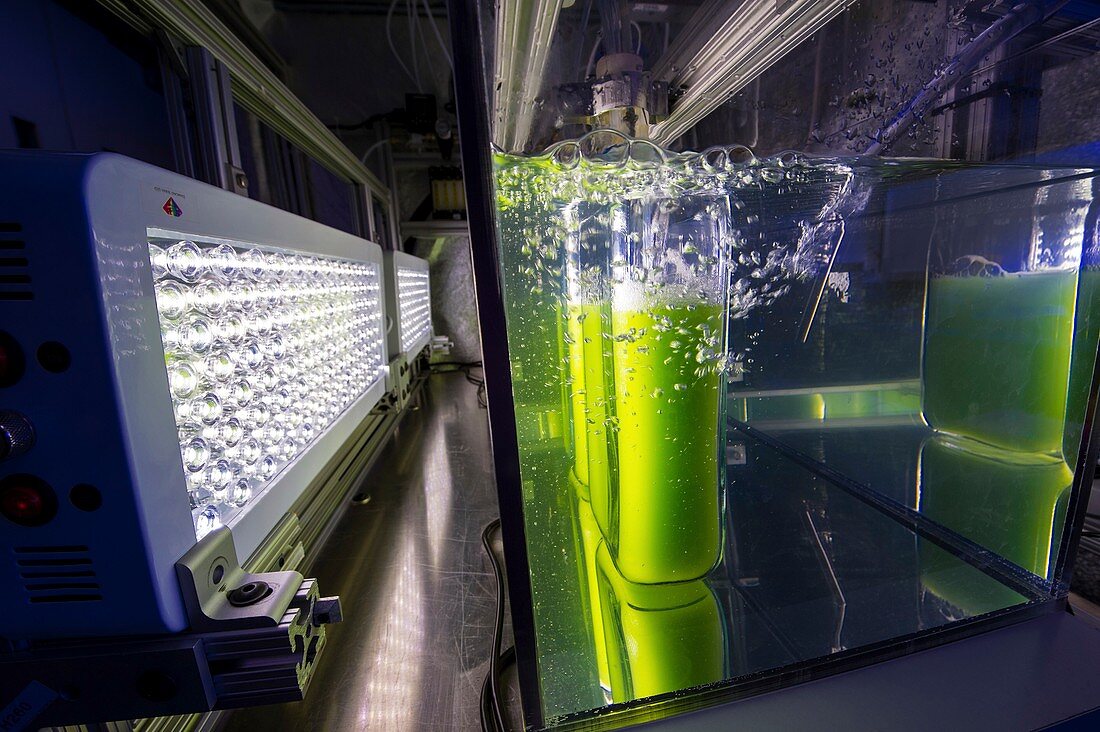 Algae biofuel research