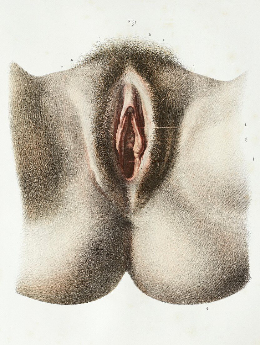 Female reproductive system,1839 artwork