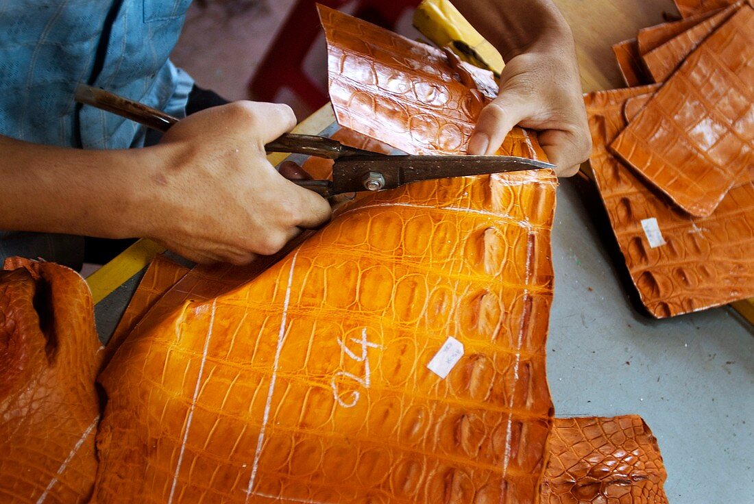 Cutting crocodile leather