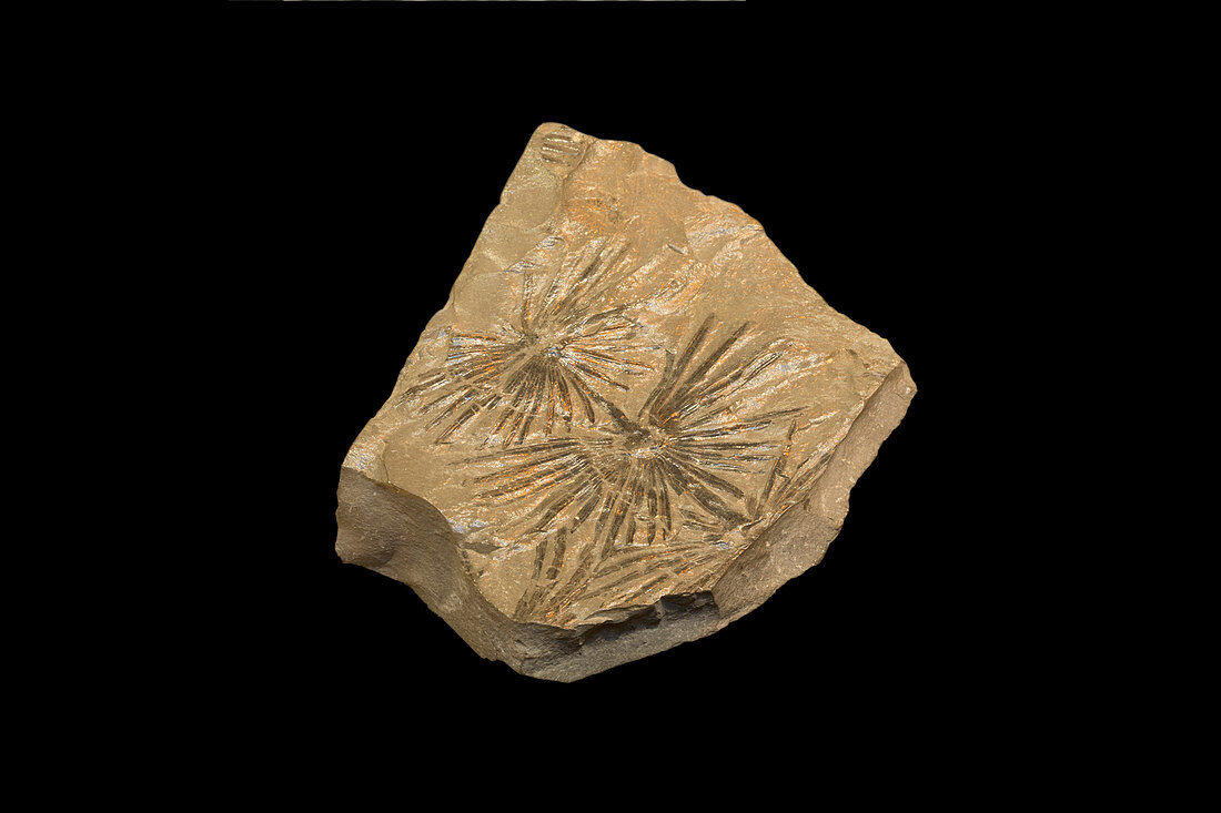 Fossil Horsetail (Annularia)