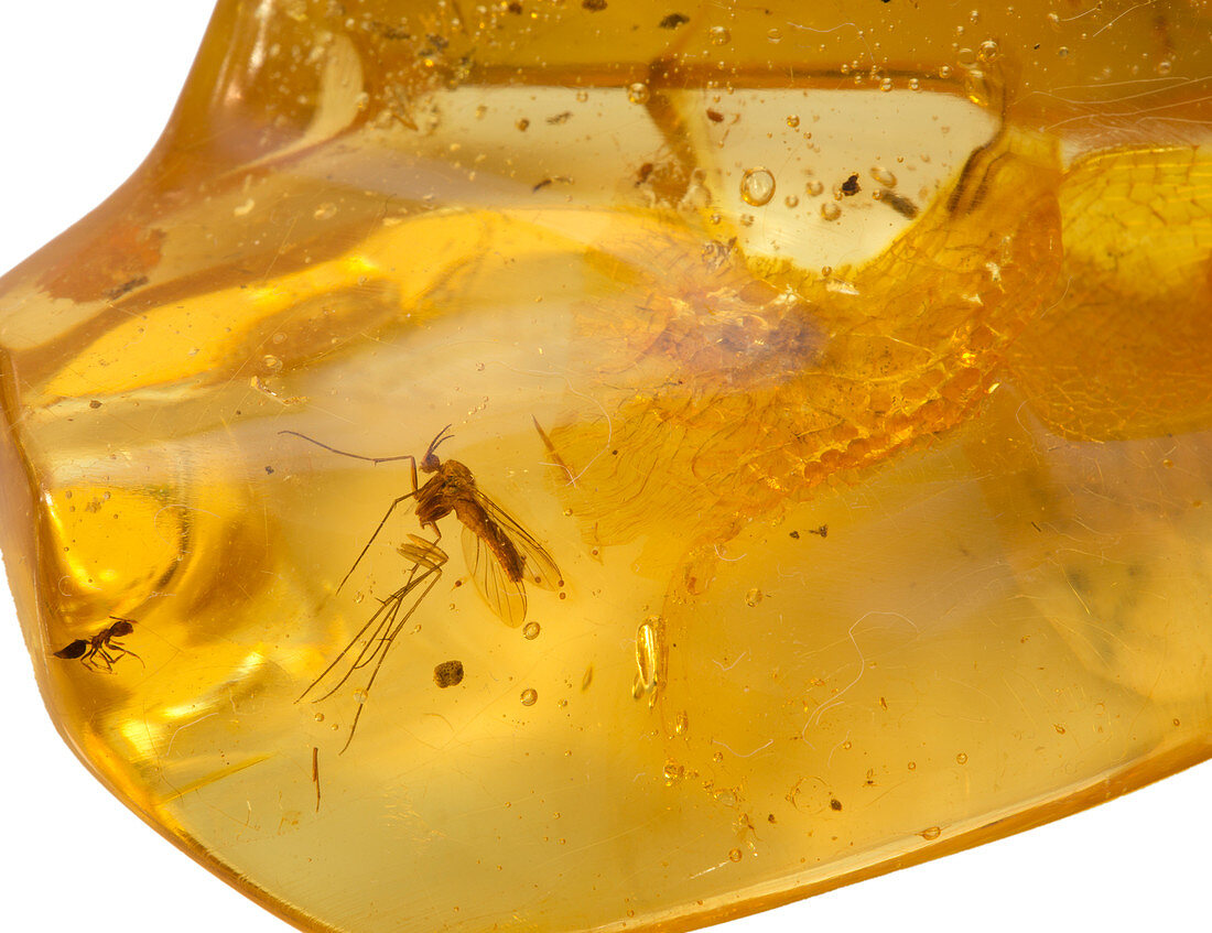 Insects in fossil Amber