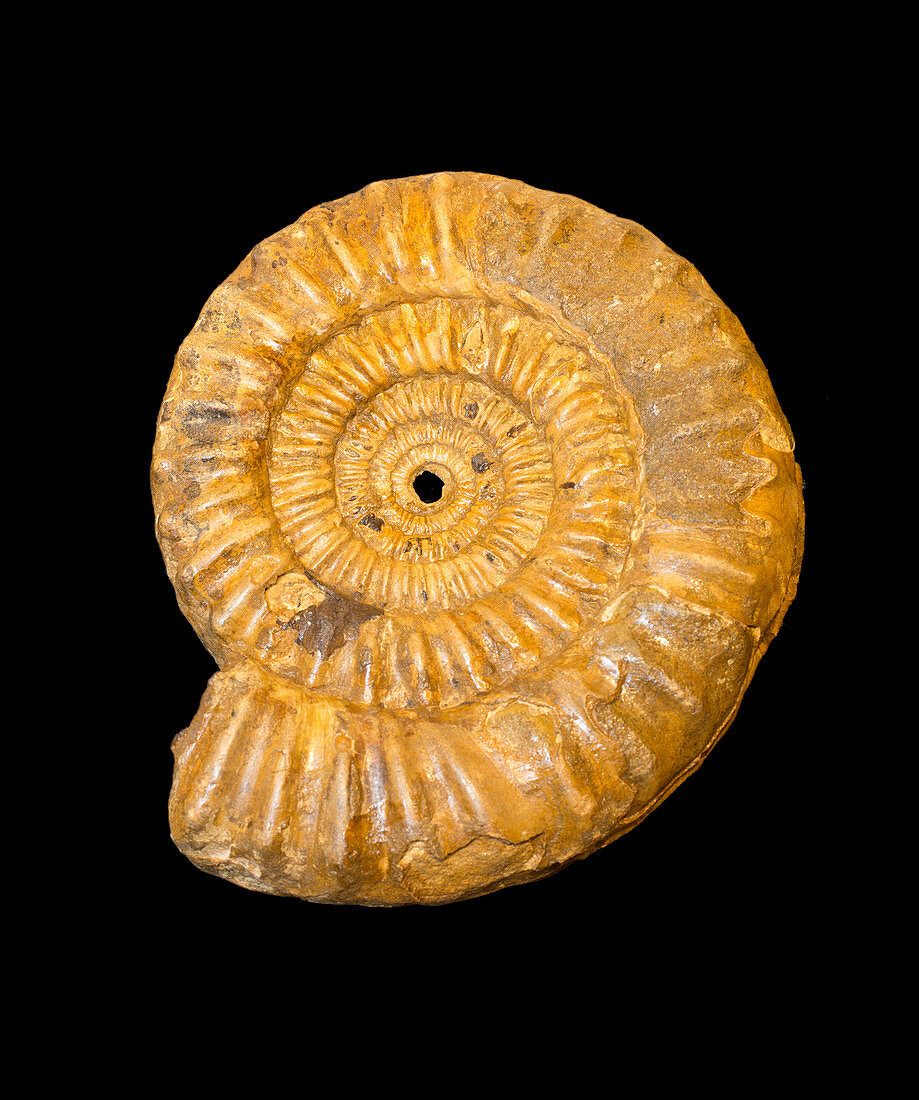 Fossil Ammonite (Androgynoceras henleyi)