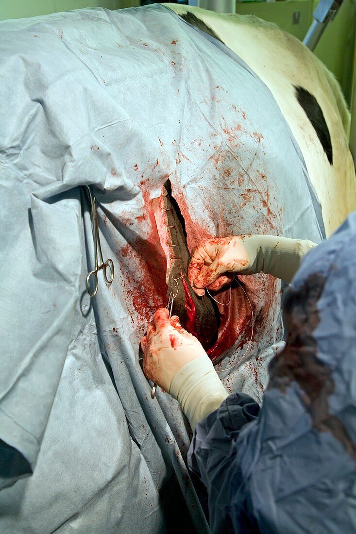 Veterinarian operating on a cow