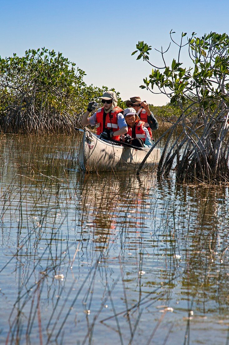 Tourists canoeing in mangrove swamp