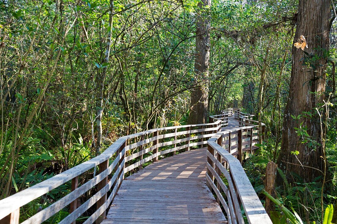 Walkway in a nature reserve