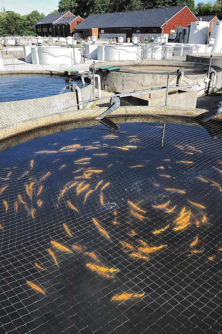Fish farm waste water research