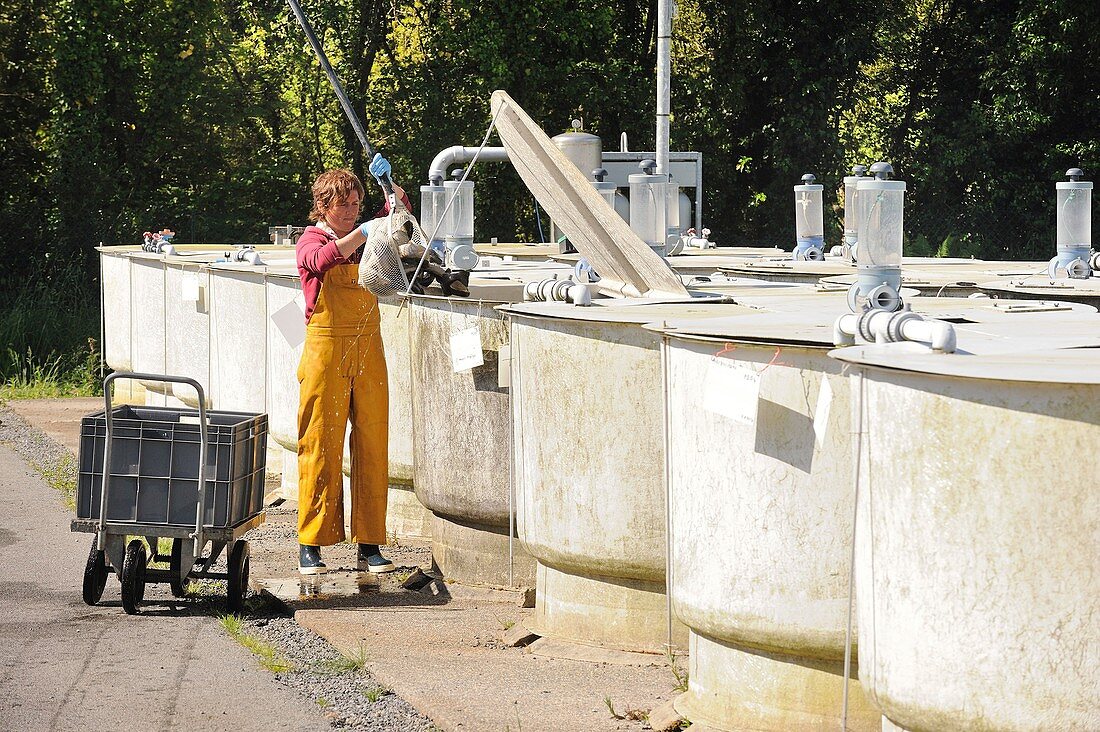 Fish farm waste water research