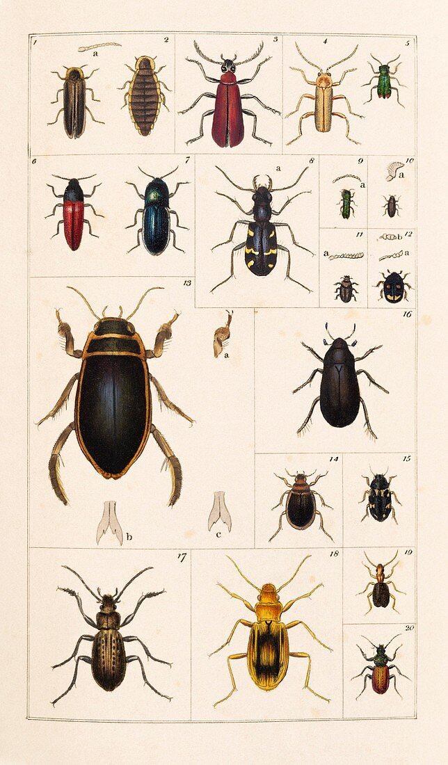 Beetles,19th century artwork