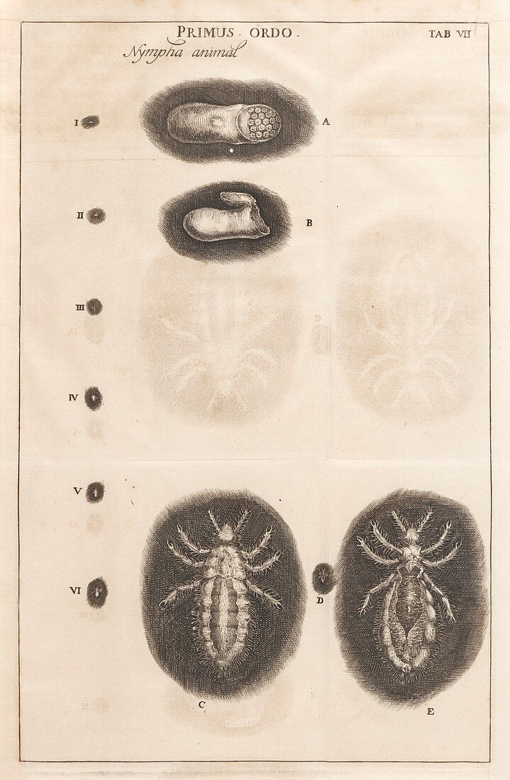 Louse life cycle,17th century artwork