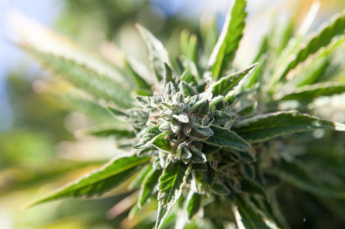 Cannabis flower (Cannabis sativa)
