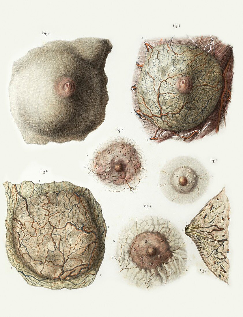 Female breast anatomy,1839 artwork