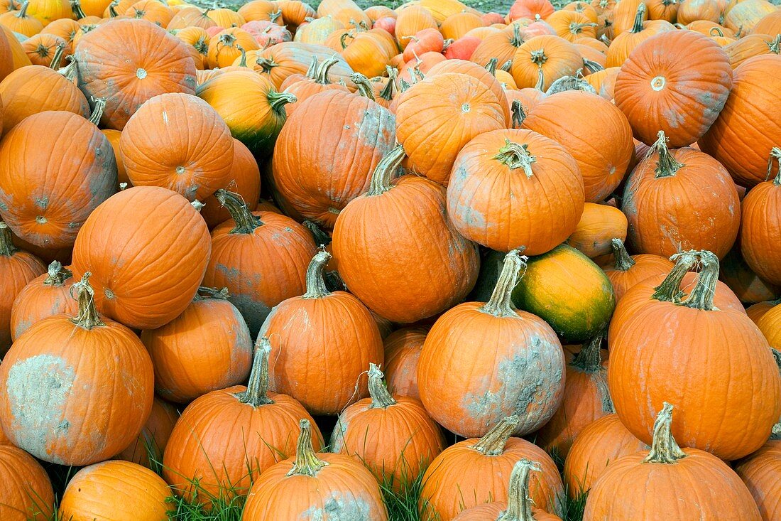Harvested pumpkins