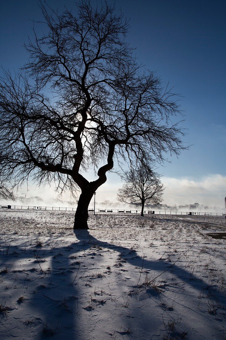 Silhouetted tree in winter