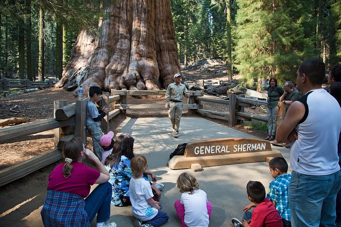 Tourists visiting General Sherman tree