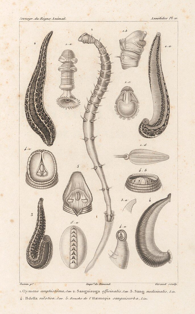 Annelid worms,19th century artwork