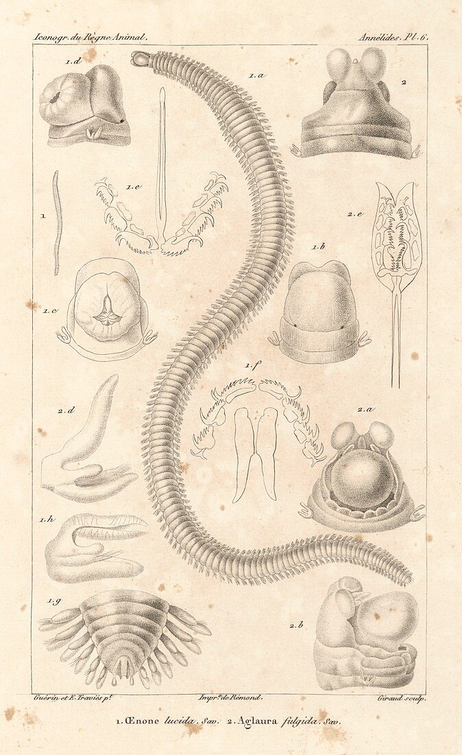 Polychaete worms,19th century artwork