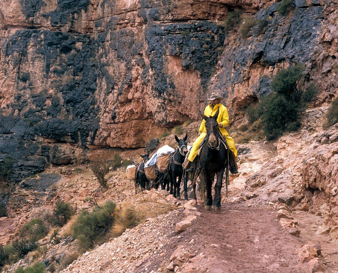 Mules hauling rubbish in the Grand Canyon