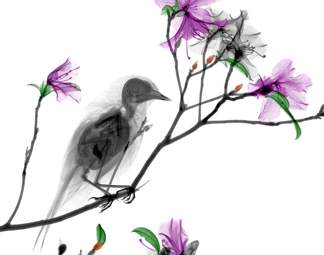Bird on azalea branch,X-ray
