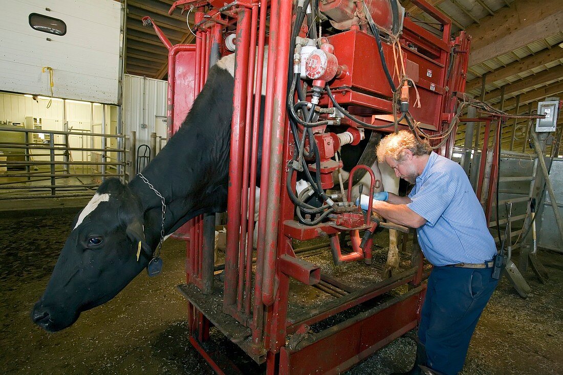 Farmer checking a cow's hoof