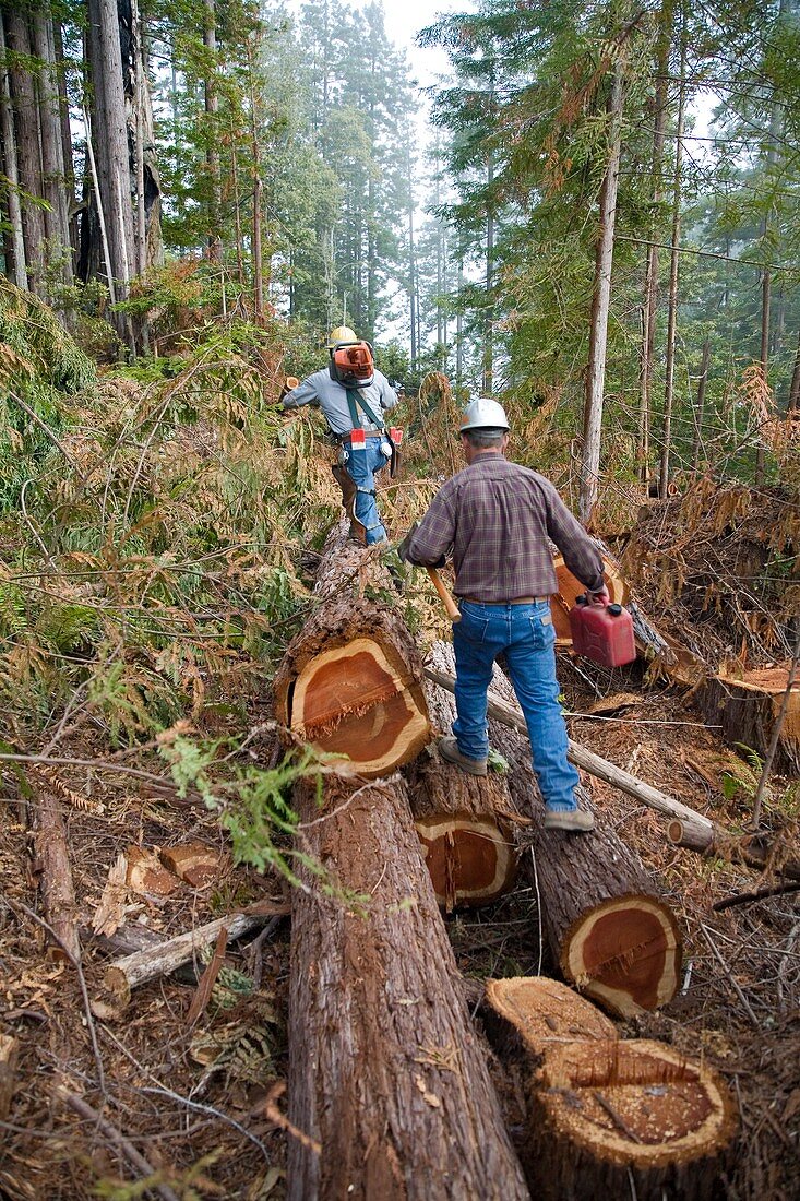 Logging redwood trees,California,USA