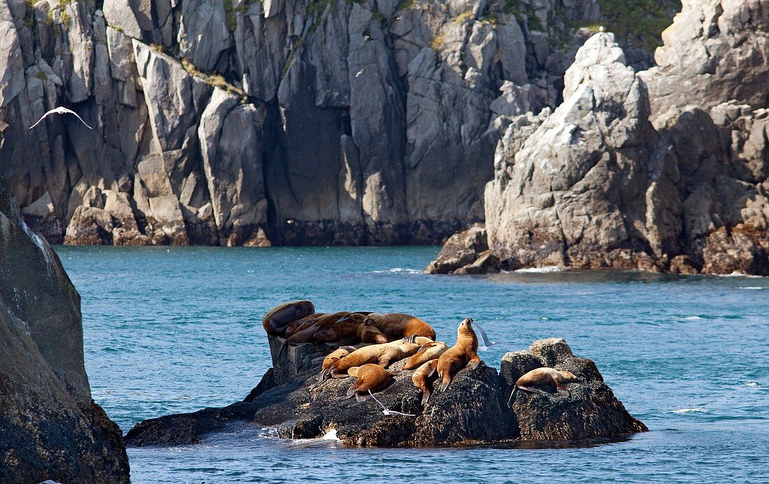 Steller sea lions on coastal rocks