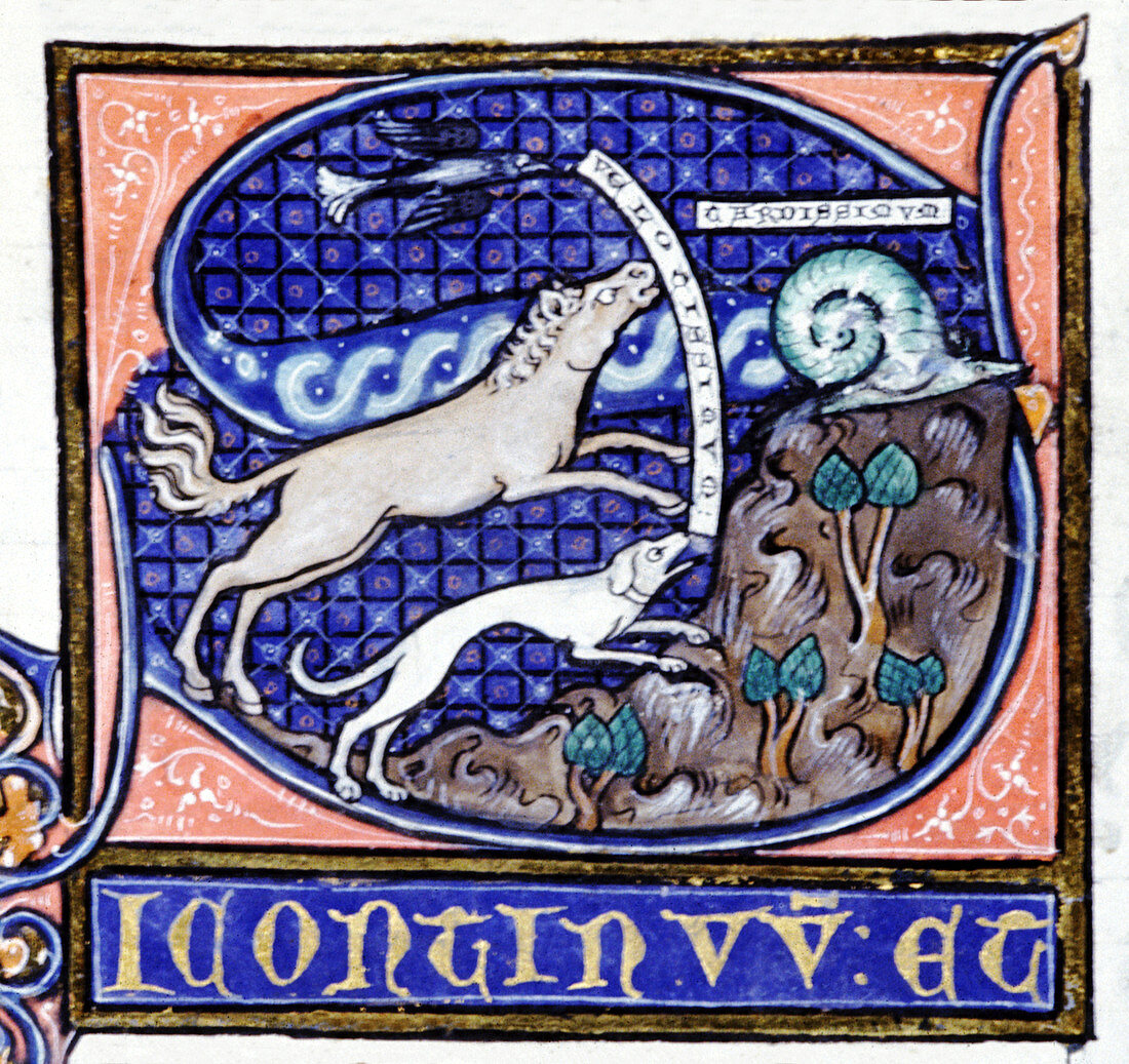 Mediaeval zoological manuscript