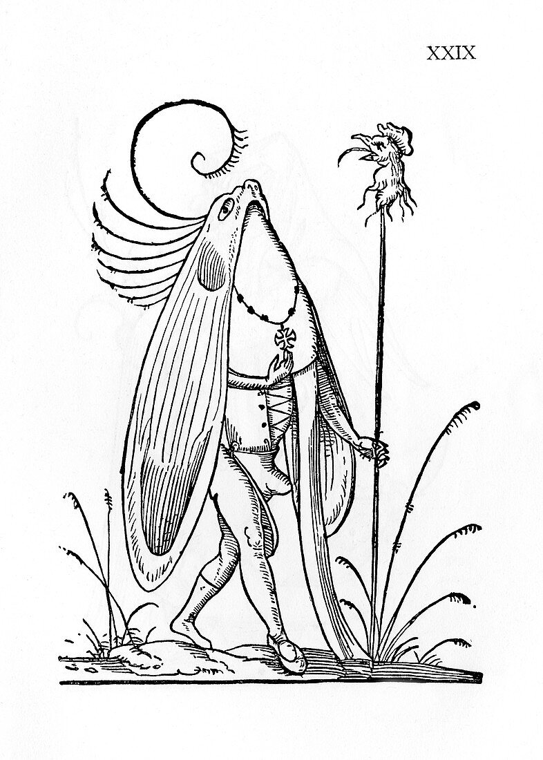 Oiseau gourmandeur,illustration