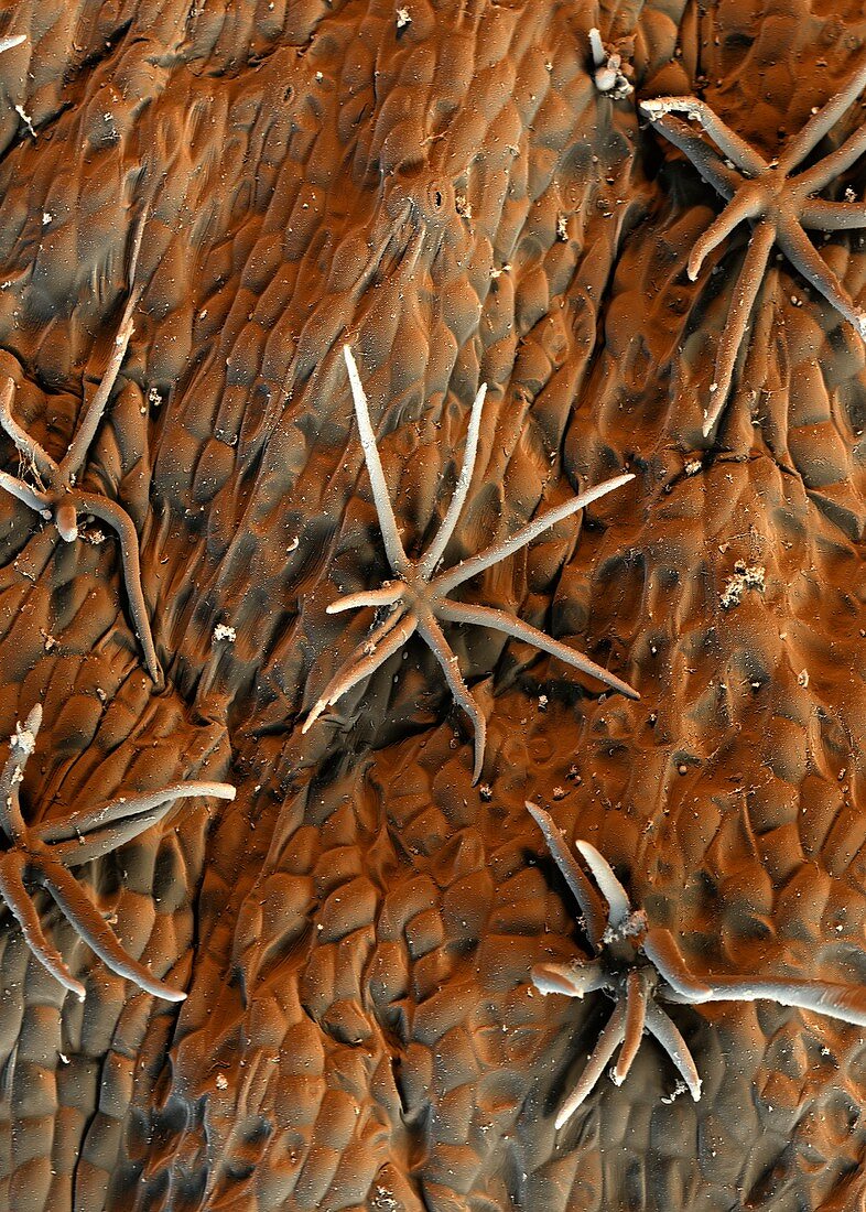 Cocoa tree trichomes,SEM